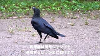 Jungle Crow and Carrion Crow Walk  カラスを歩きで見分ける【ハシブトガラスとハシボソガラス】