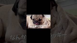 寝てる時にそっとおやつをおくと…？　#shortvideo #shorts #多頭飼い #pug #dog #puppy  I