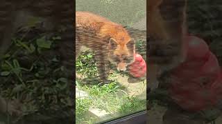 間雨★ホンドギツネ・本土狐・レモンくん★Japanese_Red_Fox・・・沖縄こどもの国・Okinawa Zoo \u0026 Museum(20220530)