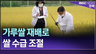 아침R)'가루쌀' 재배 확대‥쌀 수급 조절 기대/ 안동MBC