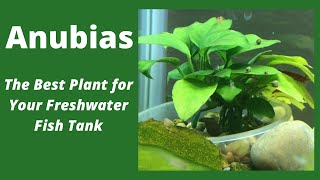 Anubias - The Best Plant for Your Freshwater Fish Tank