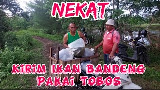 Hari ke 2 Bawa Tobos untuk ngangkut 10 kantong Plastik Berisi 1500 ekor bandeng.