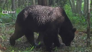 【速報】ＯＳＯ１８駆除と判明　釧路町でハンター駆除のクマ　ＤＮＡ鑑定で特定　知らずに駆除か