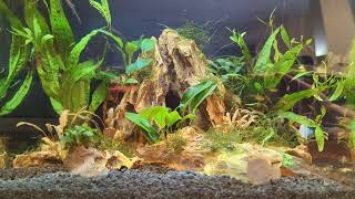 Fluval Flex 15 gal. Planted Aquarium | Ember Tetras, Betta, Amano Shrimp