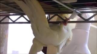 足の力 こりゃ筋肉つくわ!!オカメインコのきなこ