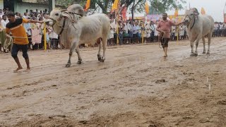 కారెంపూడి జూనియర్ 2 జత రూబెన్ bulls సాహిల్ గారు బెస్తవారిపేట ప్రకాశం జిల్లా