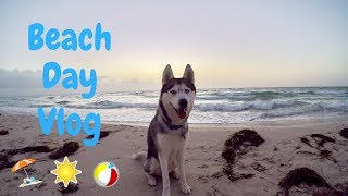 HUSKY BEACH DAY! Gohan Goes to the Beach!