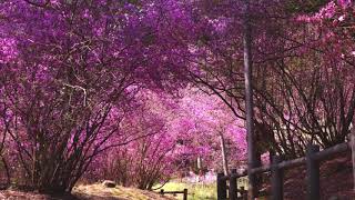 廣田神社のコバノミツバツツジ