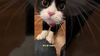 呃这里不能磨爪子，哪来那么多规矩啊！#黑猫警长 #奶牛猫 #被猫咪的坐姿萌翻了 #我镜头下的小猫 #小猫咪怼脸杀视频-17