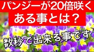 【ガーデニング】プロが教えるパンジー、ビオラを20倍咲かせる方法〜パンジーの育て方