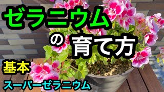 『ゼラニウム』の育て方🌸🌸🌸わかりやすく撮り直しました😊