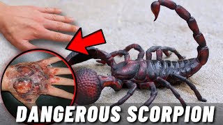 TOP 10 MOST DANGEROUS SCORPIONS IN THE WORLD