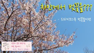 하리미네:D 일상 -차 안에서 벚꽃구경을?? - 드라이브스루꽃놀이, 랜선 꽃놀이