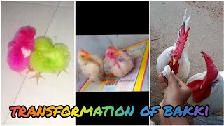 1 month to 1 year old transformation of our colour koli kunju💞🤩 (🐤 - 🐥 - 🐔)