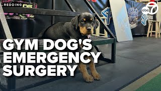 Redding boxing club asks for help after gym dog needs emergency surgery