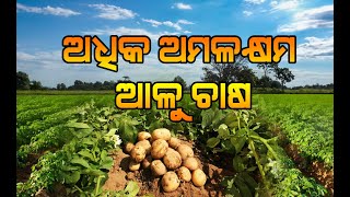 ଅଧିକ ଅମଳକ୍ଷମ ଆଳୁ ଚାଷ | High yielding Potato in Odisha |