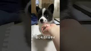 #ポメコーギー#ポメラニアン #コーギー #mix #犬のいる暮らし #犬好き #わんこ #わんこ部 #ぽんず日記