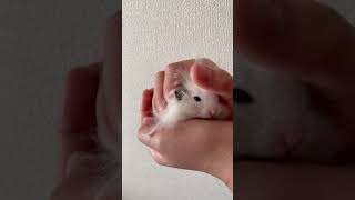 #hamsters #fofo #ハムスター #animaisfofos #pets #cute #fofinho #animals #petlovers #petslover #petsvlog