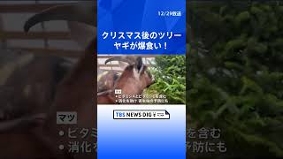 クリスマス後のツリーをヤギが爆食い！地球に優しい処分法｜TBS NEWS DIG #shorts