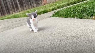 Teeny tiny kitten found all alone in the street