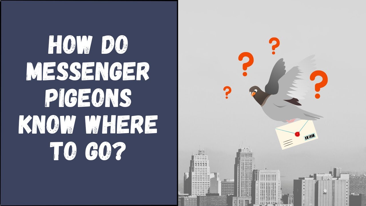 How Do Messenger Pigeons Know Where To Go Youtube