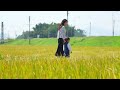 嶺南大地迎豐收  佛山深秋美如畫 Beautiful Paddy Field in Foshan