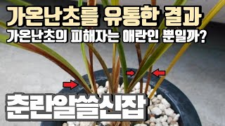 온라인 구매 난초의 죽음 그 의미는? / 가온난초의  피해자들