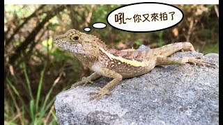 近距離觀察現代的迷你恐龍 攀木蜥蜴