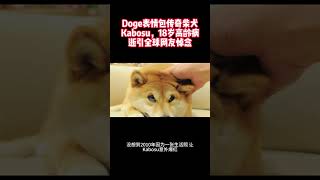 Doge表情包传奇柴犬Kabosu，18岁高龄病逝引全球网友悼念 #kabosu  #Dogedog #佐藤敦子