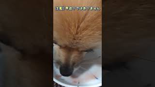 #121 スイカ早食いポメラニアン【ポメラニアン(ショート動画)】 #ポメラニアン