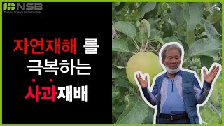 자연재해를 극복하는 사과 재배!!