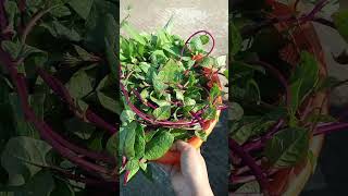 স্বামীক যতই আপন মনে করেন না কেনো। #reels #cooking #viralvideo #recipe #garden #motivation