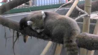 レッサーパンダの赤ちゃん(円山動物園)