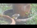 นกอาบน้ำ : นกปรอดหน้านวล / Yellow-vented Bulbul taking a bath