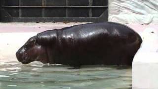 上野動物園コビトカバ_ショウヘイのまきふん