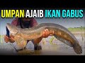 UMPAN IKAN GABUS  YANG PALING JITU DAN AMPUH