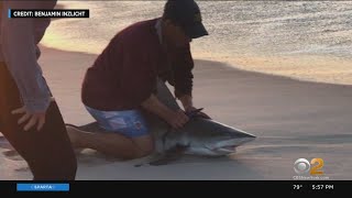 NYC Teen Catches Shark While Fishing On Long Island