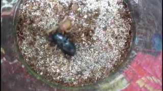 Beetle Vs Cricket   Spider Vs Wasp   Amazing Insect Fight   Amazing Animal Attack   Animal Fight