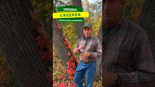 Chasing Color in Your Landscape 🍁 | Virginia Creeper | Outdoor Inspiration
