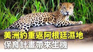 美洲豹重返阿根廷濕地 保育計畫帶來生機 - 動物保護 - 國際新聞