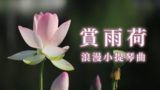 賞雨中荷花，靜聽浪漫小提琴曲，放鬆助眠