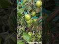 kashmir apple ber in our garden #viral #youtube #shorts #kashmirapplebar #latest #harvest #fruit