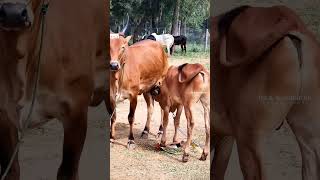 அம்மா!! தெய்வம் தந்த பரிசு ❤️ #kongu #villagelife #amma #mother #mommy #momlife