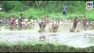 കാര്‍ഷിക സമൃദ്ധിയുടെ ഓര്‍മയില്‍ കുണ്ടറയില്‍ മരമടി; ചടങ്ങ് ലളിതമായി  | Kollam |Kundara |Maramadi