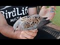 three turtle doves satellite tagged by birdlife malta