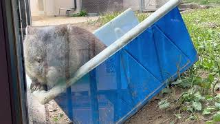 【wombat】ウォンバットのフクちゃんシェルターに入る(五月山動物園)