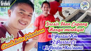 Grosir Ikan Cupang Kota Pekanbaru, Akank Betta Pekanbaru Senior Betta Fish,Menyediakan partai cupang