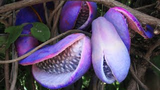 20 EXOTIC FRUITS YOU WON'T BELIEVE EXIST!