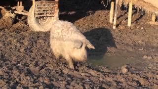 Cochons à laine, Cochons poilus. Woll Schweine. Sheep pigs, wool pigs. Προβατογούρουνα