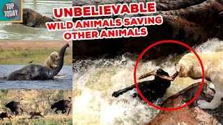 10 Unbelievable Wild Animals Saving Other Animals |10 Unbelievable Animals That Saved Other Animals!